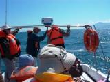 Whale watching in Tarifa