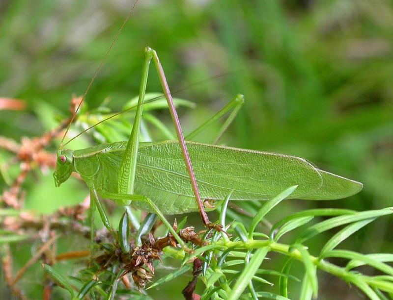 Scudderia furcata