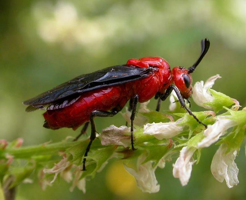 Arge coccinea (Fabricius) - Argidae.