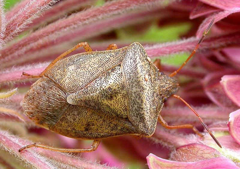 stink-bug-4.jpg