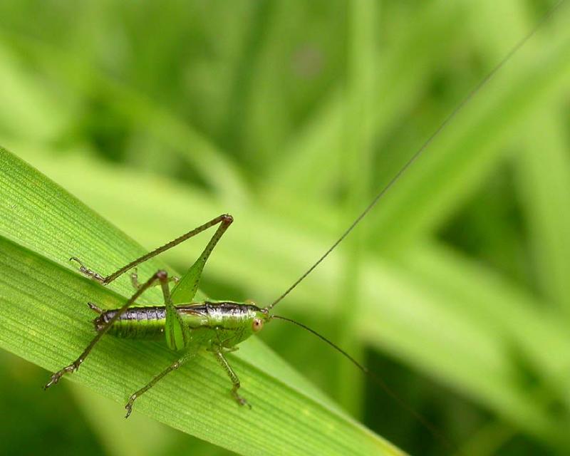 katydid nymph