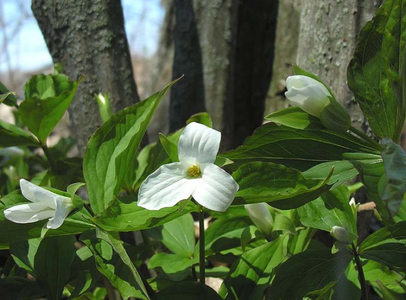 Trilliums in front of Blue Beech