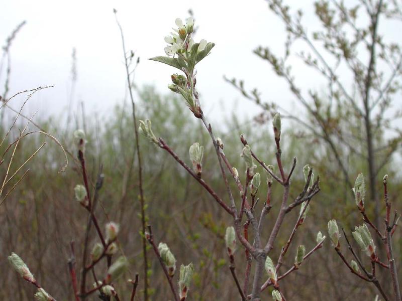 flowering-shrub-1.jpg