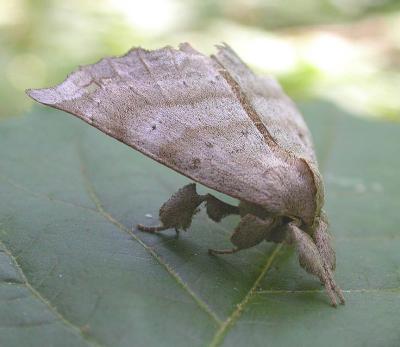 Olceclostera angelica - 8665 - Angel Moth