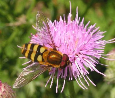 Toxomerus Hover Fly