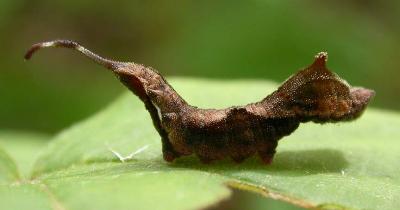 Furcula (?) moth  caterpillar