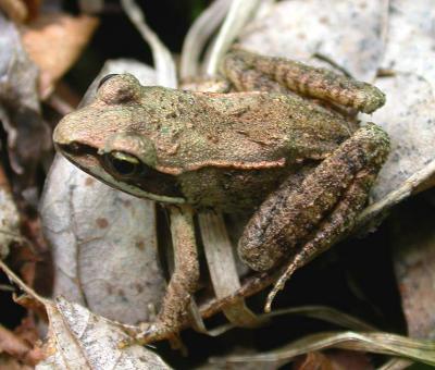 Rana sylvatica  2