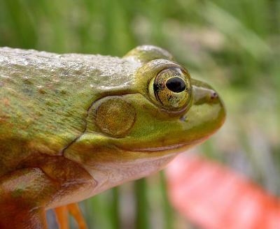 young-bullfrog1.jpg