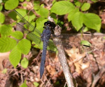 Slaty Skimmer  --  Libellula incesta  --  male