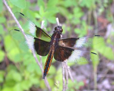 Widow Skimmer  --  Libellula luctuosa  -- male