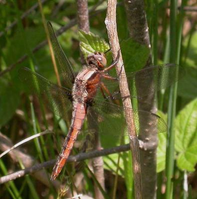 Chalk-fronted Corporal --  Ladona (libellula) julia  teneral (recently emerged)