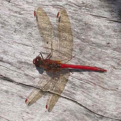 Sympetrum dragonfly
