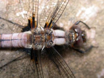 Chalk-fronted Corporal --  Ladona (libellula) julia -- male