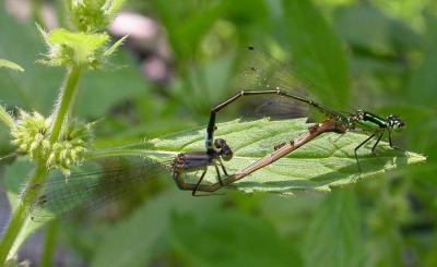 Eastern Forktail damselfies -- Ischnura verticalis  -- mating