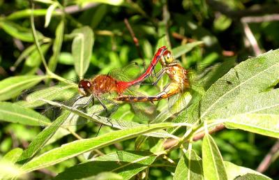 Mating dragonflies -- White-faced Meadowhawk (?)