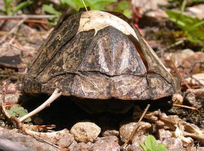 Sternotherus odoratus