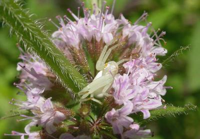 Misumena vatia spider in Wild Mint