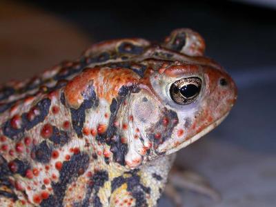 Porch Toad - 1