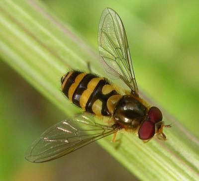 hover-fly-1.jpg
