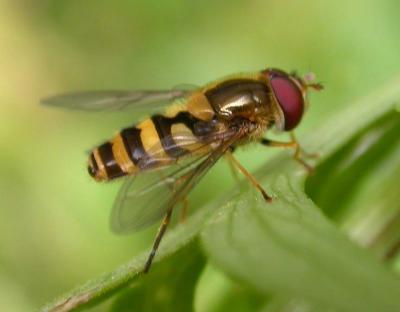hover-fly-2.jpg
