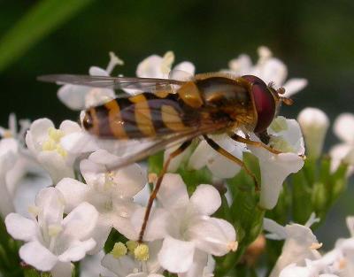 hover-fly-4.jpg