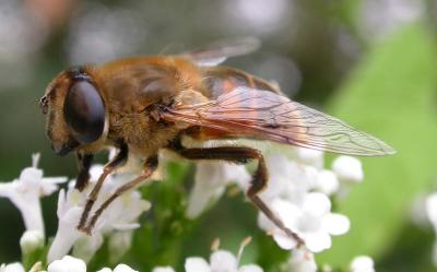 Drone fly -- Eristalis tenax -- view 1