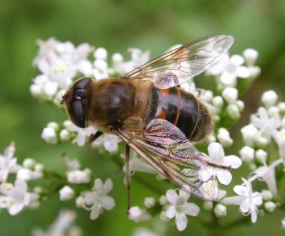 Drone fly -- Eristalis tenax -- view 2