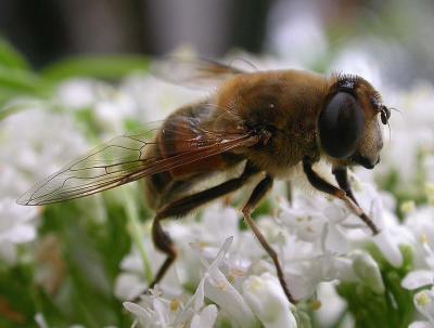 Drone fly -- Eristalis tenax -- view 3