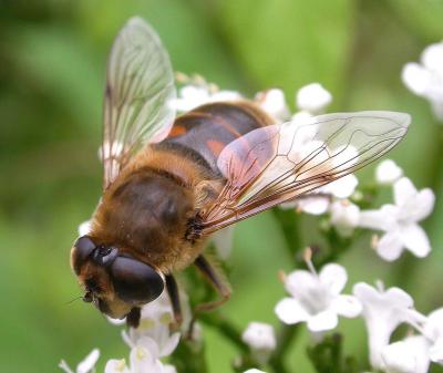 Drone fly -- Eristalis tenax -- view 4