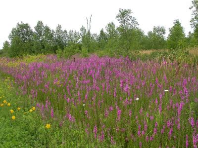 Section of stand of Purple Loosestrife along Cty Rd 15 -- east side)