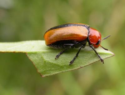 Unidentified beetle found (apparently) feeding on Purple Loosestrife
