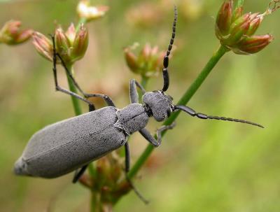 Blister Beetle -- Meloidae -- Epicauta fabricii (?)
