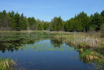 Monet's secret water garden in the north country