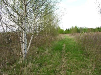 Spring here at the farm -- trail thru one of the fields