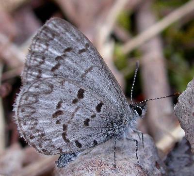 another Spring Azure butterfly