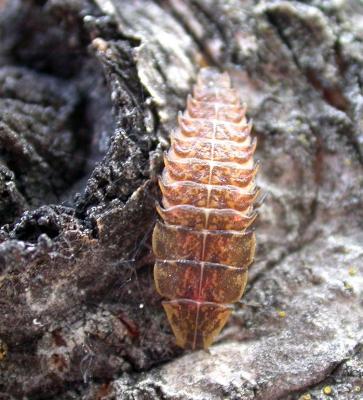Firefly larva -- Ellychnia sp. of Lampyridae (?)