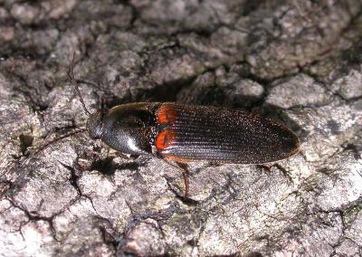 Ampedus sp. - Click Beetle