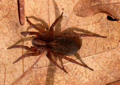 wolf spider