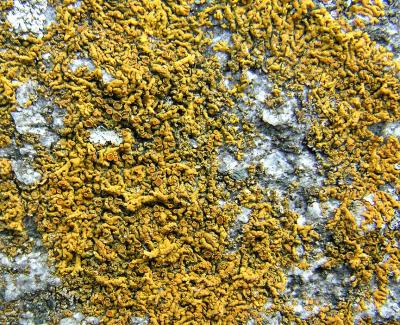 Xanthoria sp. of lichen