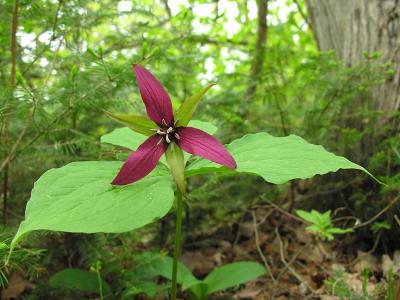 Red Trillium