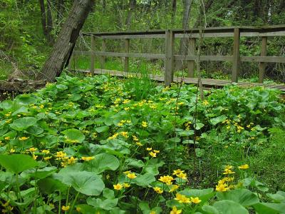 Marsh Marigolds