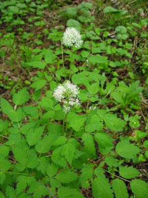 Baneberry flowers