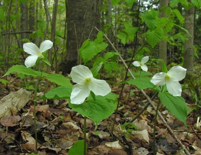 White Trilliums