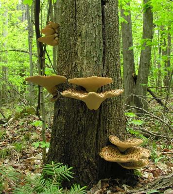 Dryad's Saddle fungi