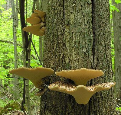 Dryad's Saddle fungi -- detail