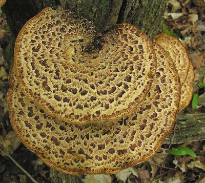 Dryad's Saddle fungi -- upper surface