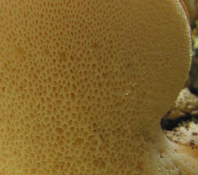 Dryad's Saddle fungi -- underside detail