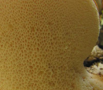 Dryad's Saddle fungi -- underside detail