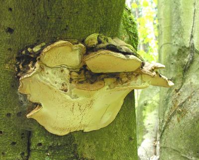 Phellinus igniarius fungi on ancient Beech