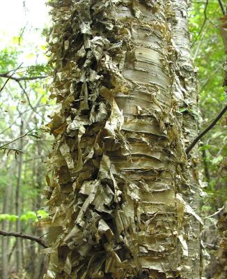 Yellow birch (bark detail)